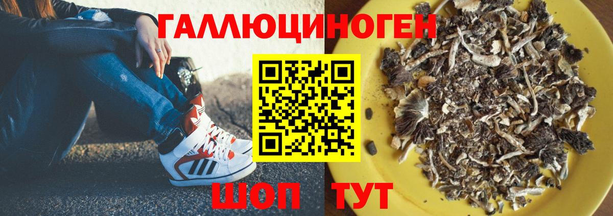 Галлюциногенные грибы MAGIC MUSHROOMS  Вход с VPN  Курчалой 